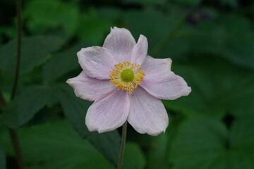 Fototapeta premium Anemone hupehensis, commonly known as the Japanese anemone, Chinese anemone, or Japanese thimbleweed, is a herbaceous perennial plant that belongs to the Ranunculaceae family.|打破碗花花|野棉花