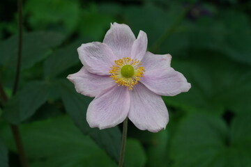 Anemone hupehensis, commonly known as the Japanese anemone, Chinese anemone, or Japanese thimbleweed, is a herbaceous perennial plant that belongs to the Ranunculaceae family.|打破碗花花|野棉花