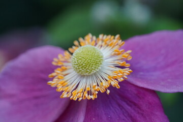 Obraz premium Anemone hupehensis, commonly known as the Japanese anemone, Chinese anemone, or Japanese thimbleweed, is a herbaceous perennial plant that belongs to the Ranunculaceae family.|打破碗花花|野棉花