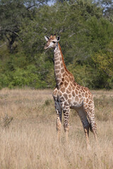 Giraffe / Giraffe / Giraffa camelopardalis