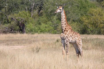 Giraffe / Giraffe / Giraffa camelopardalis