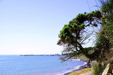 tree on the beach