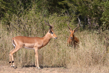 Schwarzfersenantilope / Impala / Aepyceros melampus