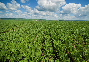shiny leaves of sugar beet in rows at field, blue sky with clouds
