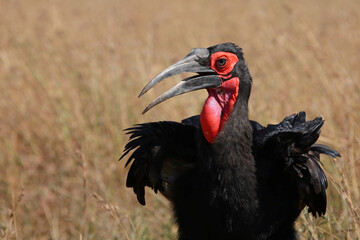 Kaffernhornrabe / Southern ground hornbill / Bucorvus leadbeateri