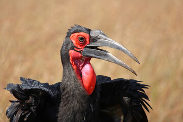 Kaffernhornrabe / Southern ground hornbill / Bucorvus leadbeateri