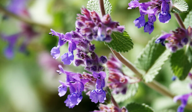 Siberian catnip - plant flower