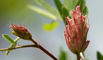 Flowers of the Castillea plant