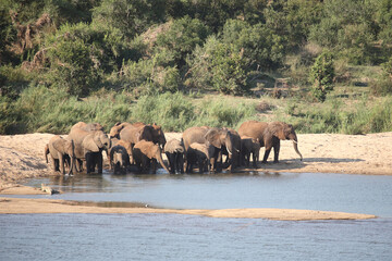 Afrikanischer Elefant am Sabie River / African elephant at Sqabie River / Loxodonta africana.