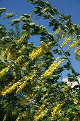 Flowers Bobovnik anagyriformes or anagyrofolia or Golden shower