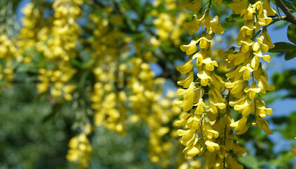 Flowers Bobovnik anagyriformes or anagyrofolia or Golden shower