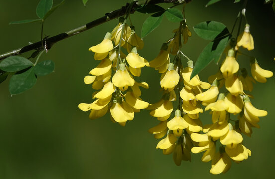 Flowers Bobovnik anagyriformes or anagyrofolia or Golden shower