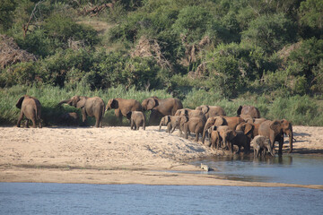 Obraz premium Afrikanischer Elefant am Sabie River / African elephant at Sqabie River / Loxodonta africana.
