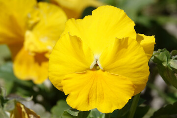 Violet Viola - plant flower