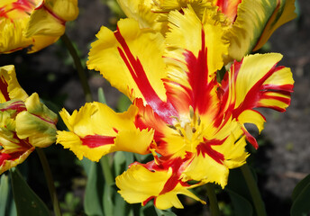 Parrot Tulip flower is bright and beautiful