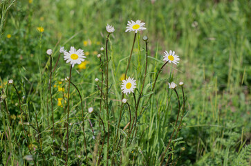 Natural wild flower meadow with marguerites and other colorful flowers