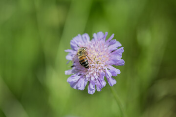 Bee on flower knautia avensis (Wiesen-Witwenblume), isolated, macro