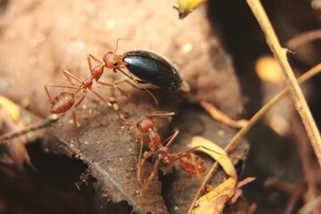 red ants on a leaf