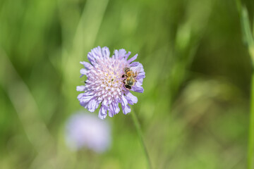 Bee on flower knautia avensis (Wiesen-Witwenblume), isolated, macro