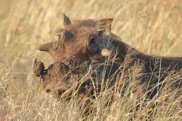 Warzenschwein / Warthog / Phacochoerus africanus