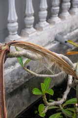 Adenium Seeds from The Pod Scattered Preparation for Reproduction,