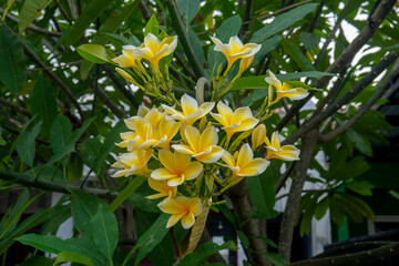 Balinese yellow frangipani blooming during the day.