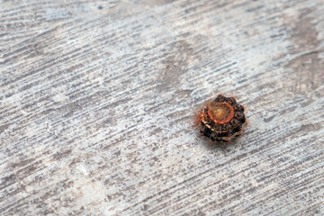 caterpillars coiled on the cement floor.