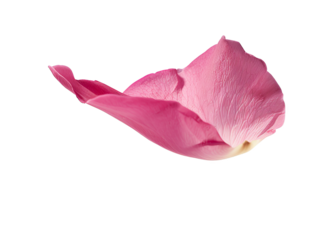A Pink flower petal floating cut out transparent isolated on white background PNG file artwork graphic design.