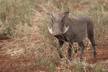 Warzenschwein / Warthog / Phacochoerus africanus