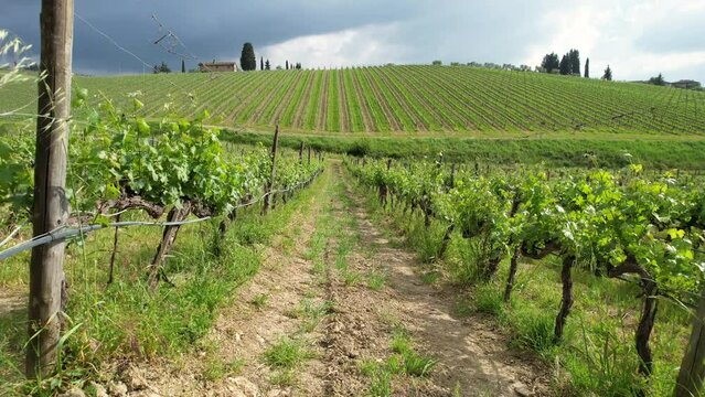 Flying between rows of young vineyards near Greve in Chianti. Tuscany, Italy