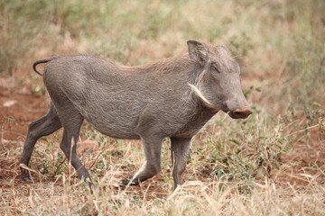 Warzenschwein / Warthog / Phacochoerus africanus