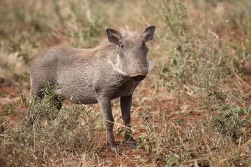 Warzenschwein / Warthog / Phacochoerus africanus