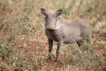 Warzenschwein / Warthog / Phacochoerus africanus