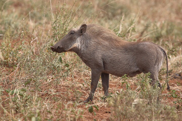 Warzenschwein / Warthog / Phacochoerus africanus