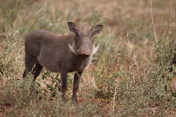 Warzenschwein / Warthog / Phacochoerus africanus