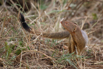 Schlankmanguste / Slender mongoose / Galerella sanguinea