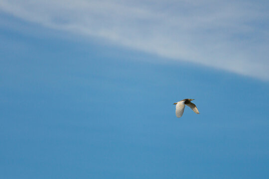 Foto minimalista de garcilla cangrejera, Ardeola ralloides, con fondo de cielo azul y nubes en el parque natural de El Hondo, Espa&ntilde;a