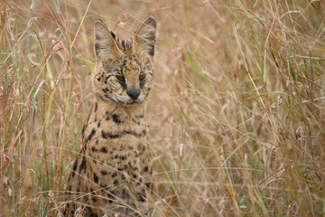 Serval / Serval / Leptailurus serval