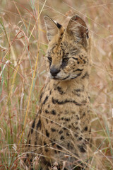 Serval / Serval / Leptailurus serval