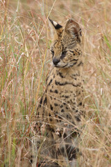 Serval / Serval / Leptailurus serval © Ludwig