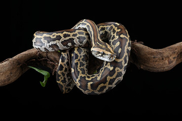 Burmese phyton with beautiful skin pattern coiled on the tree 