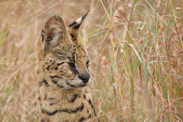 Serval / Serval / Leptailurus serval