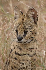 Serval / Serval / Leptailurus serval
