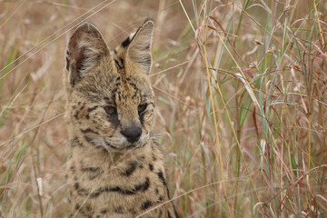 Serval / Serval / Leptailurus serval