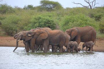 Afrikanischer Elefant / African elephant / Loxodonta africana