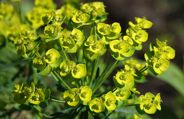 Euphorbia flowers are very delicate