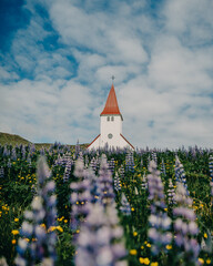 Iconic white church surrounded by blooming lupines in Vík, South Iceland