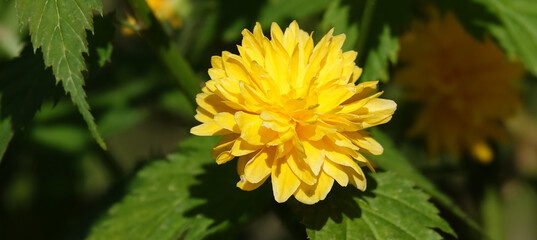 Kerria japonica yellow flowers