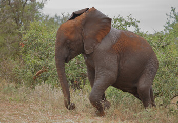 Afrikanischer Elefant / African elephant / Loxodonta africana