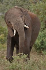 Obraz premium Afrikanischer Elefant / African elephant / Loxodonta africana
